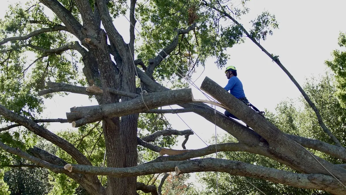 Professional Hazardous Tree Removal performed by certified arborists in Helenville