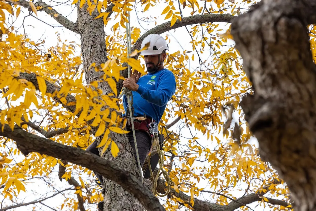 Skilled Tree Planing crew working in Helenville